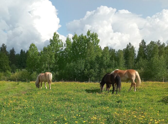 Kolme hevosta laitumella