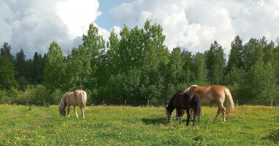 Kolme hevosta laitumella