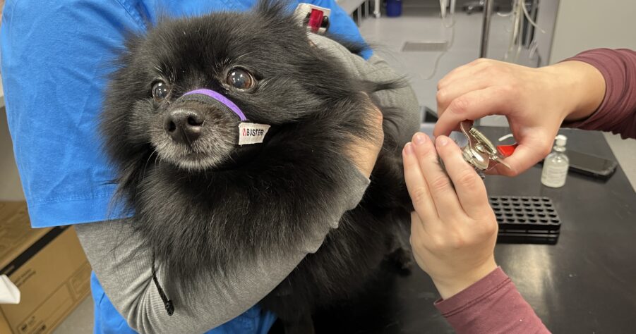 Koira eläinlääkärissä kynsien leikkauksessa