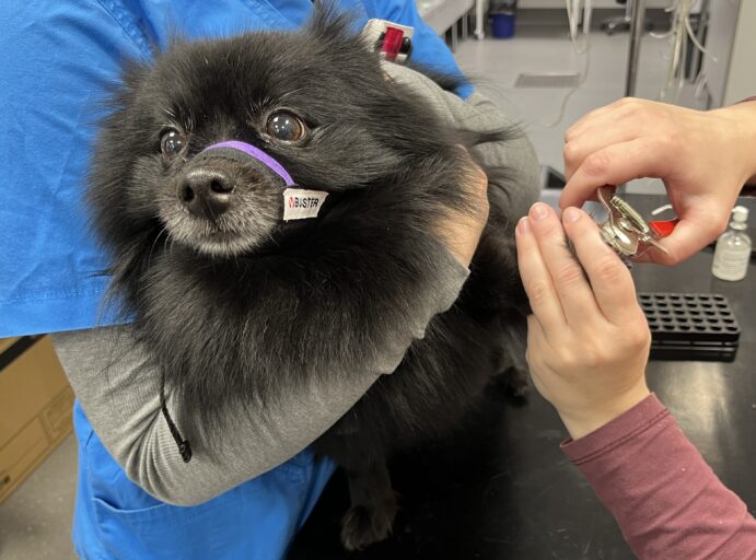 Koira eläinlääkärissä kynsien leikkauksessa