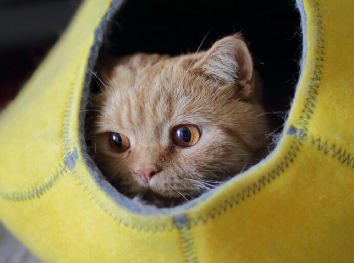 Kissa makaa pedissä