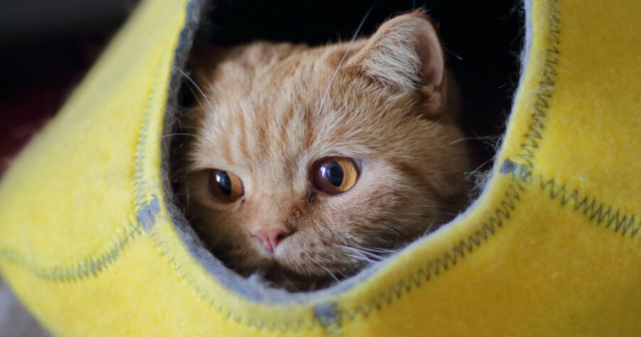 Kissa makaa pedissä