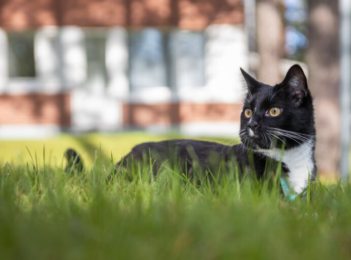 Mustavalkoinen kissa makaa nurmikolla