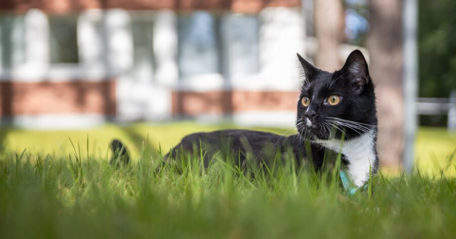 Mustavalkoinen kissa makaa nurmikolla